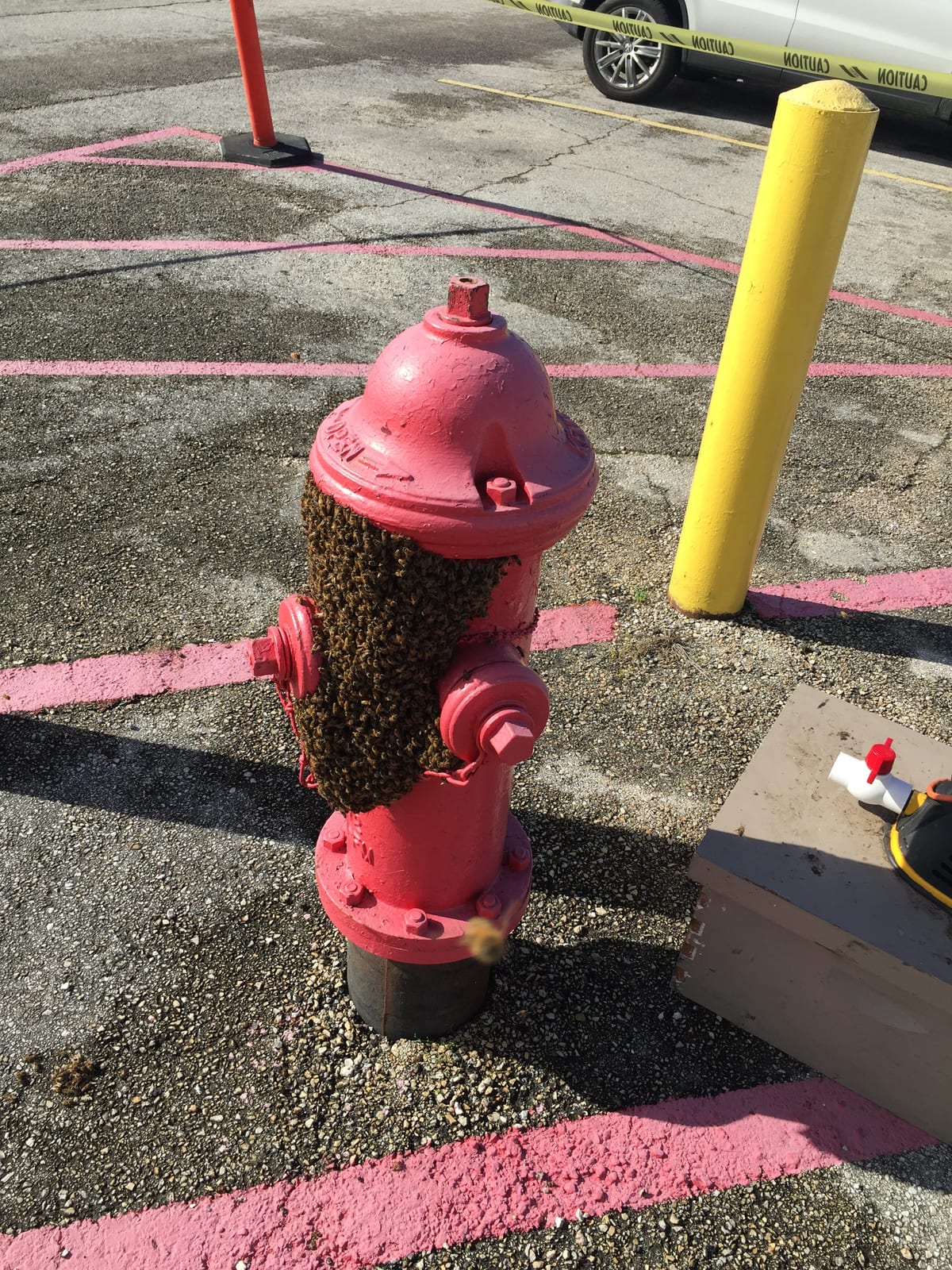 A honeybee swarm clustered on a fire hydrant before relocation